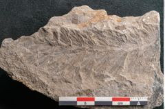 Foto (Detailansicht) von Asterophyllites equisetiformis Br. (NHMW-GEO-2024-0188-11002)